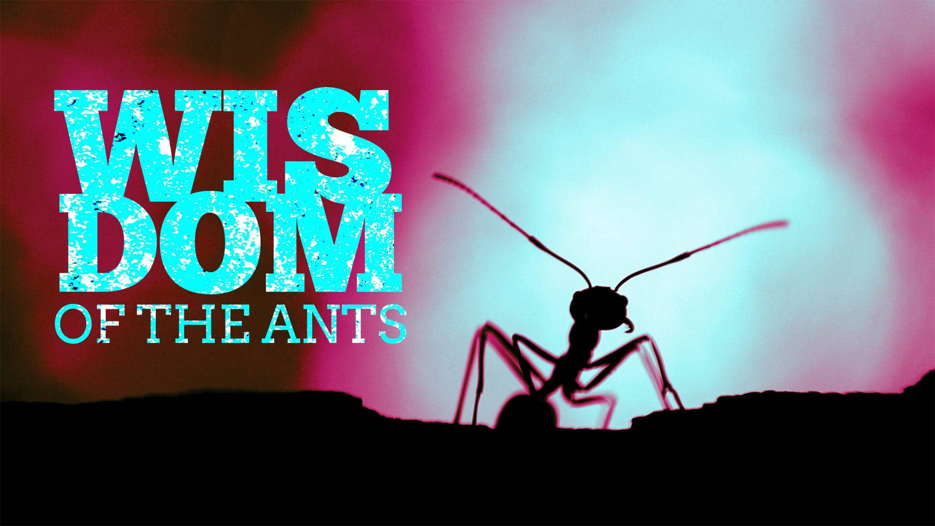 Wisdom of The Ants