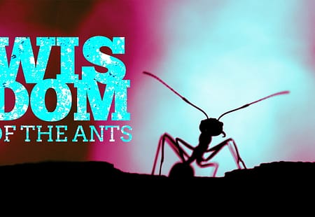 Wisdom of The Ants